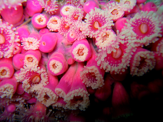 Jewel anemone on the Rainbow Warrior, Bay of Islands, New Zealand