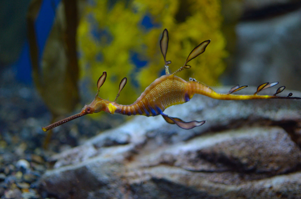 Weedy Sea Dragon swimming in the water. Photo licensed from: BigStockPhoto