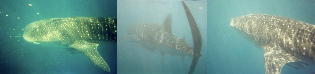 Snorkelling with whale shark at Ningaloo Reef. Photo by Jo Frances Penn