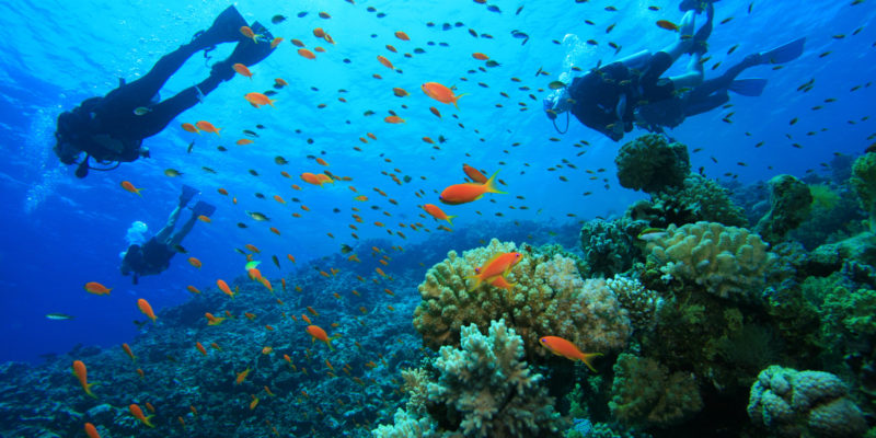 Scuba Diving on a Coral Reef with Tropical Fish