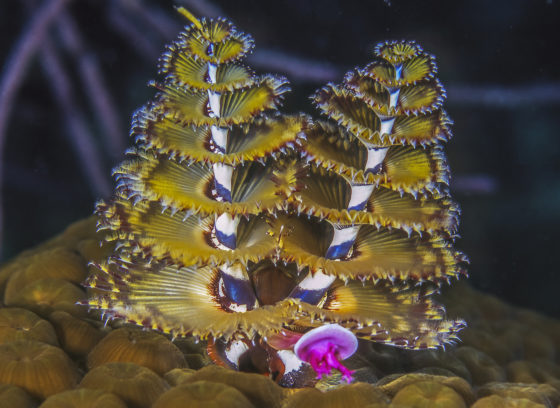 christmas tree worms