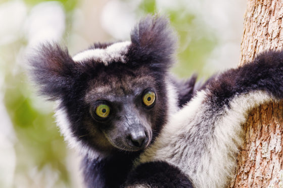  Indri lemur, Madagascar. Photo licensed from BigStockPhoto