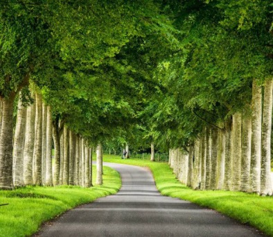 Tree tunnel Photo by Steve Brock on Instagram