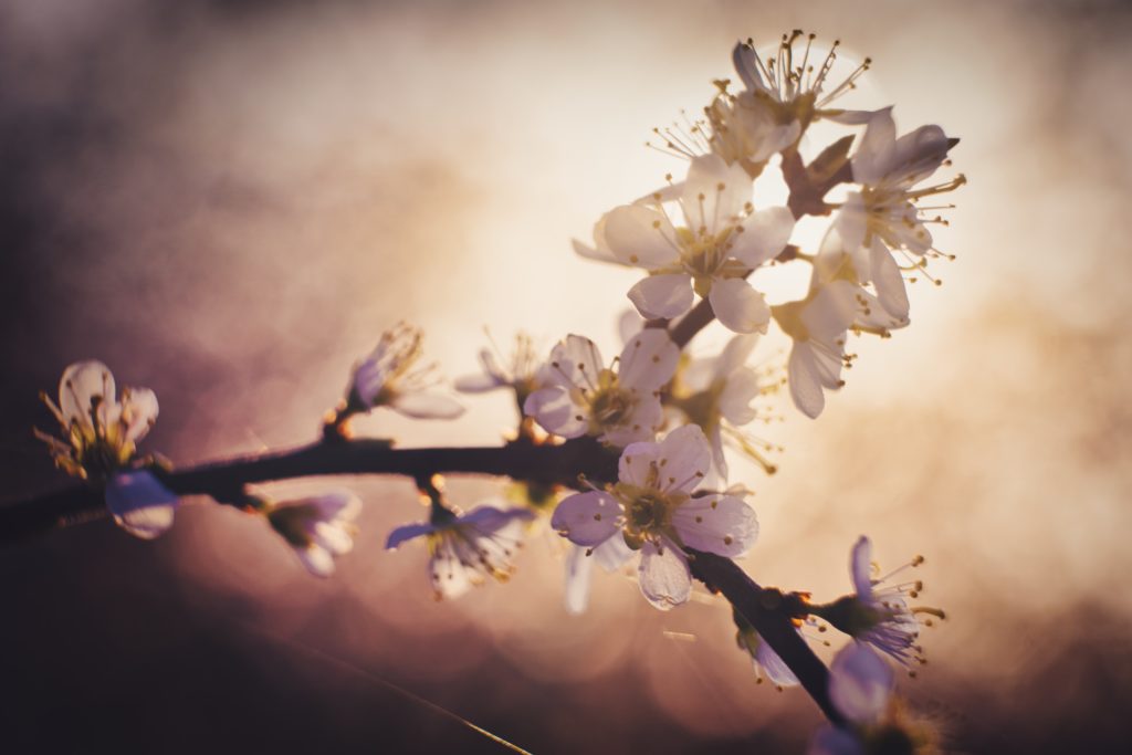 Blackthorn blossom. Photo by Joran Quinten on Unsplash