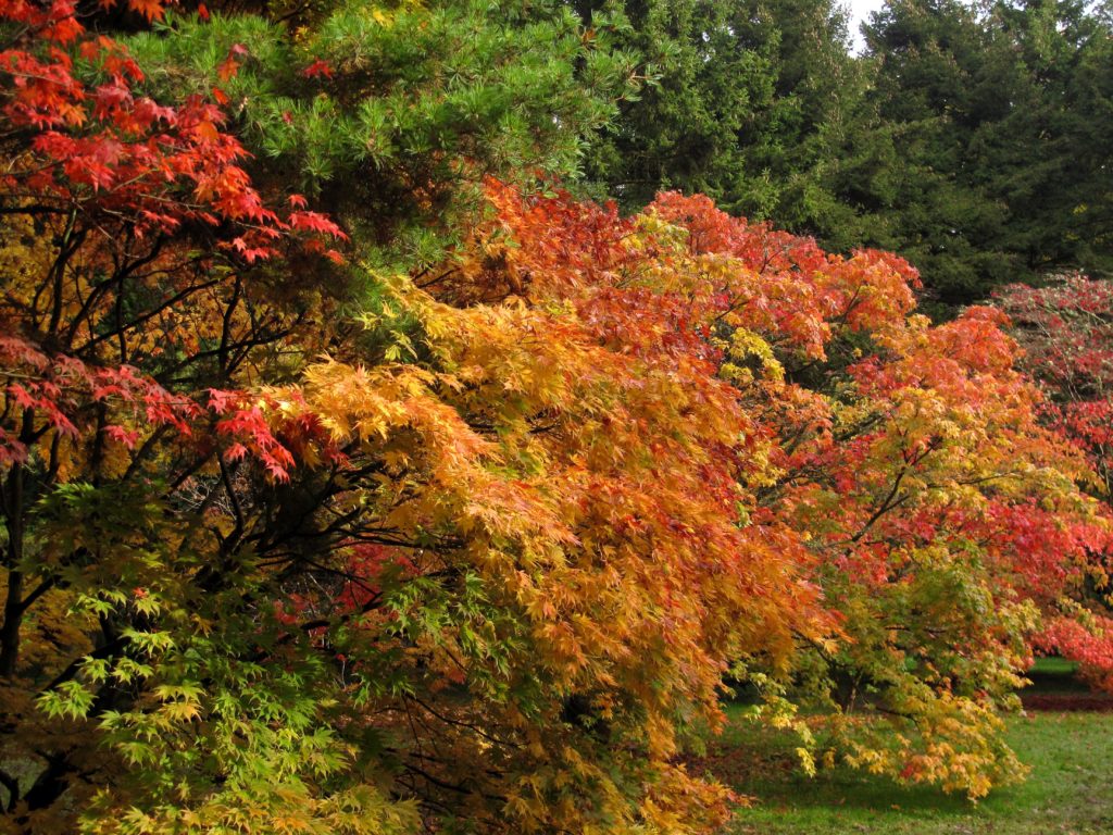 Maples at Westonbirt Arboretum in October Photo by JFPenn