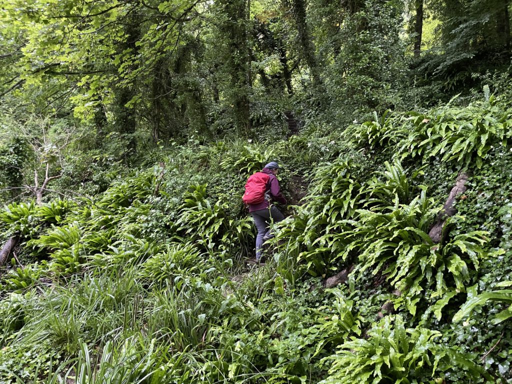 Clambering up the South West Coast path near Lyme Regis. Photo by JFPenn