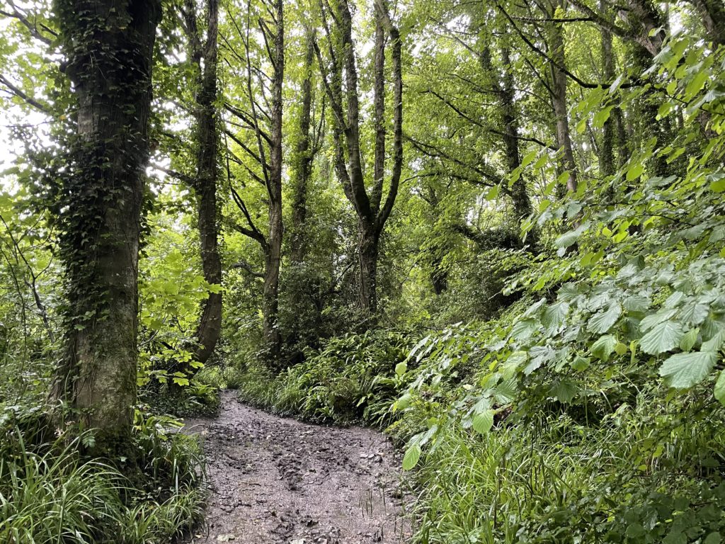 SW Coast Path near Lyme Regis. Muddy after rain. Photo by JFPenn