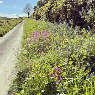 Shropshire hedgerow Photo by MGProbert on Instagram