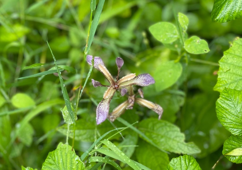 Wild orchid on South West Coast Path. Photo by JFPenn