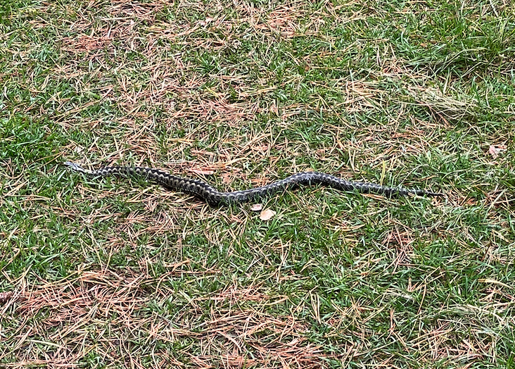 Adder in front of St Cuthbert's Cave Photo by JFPenn