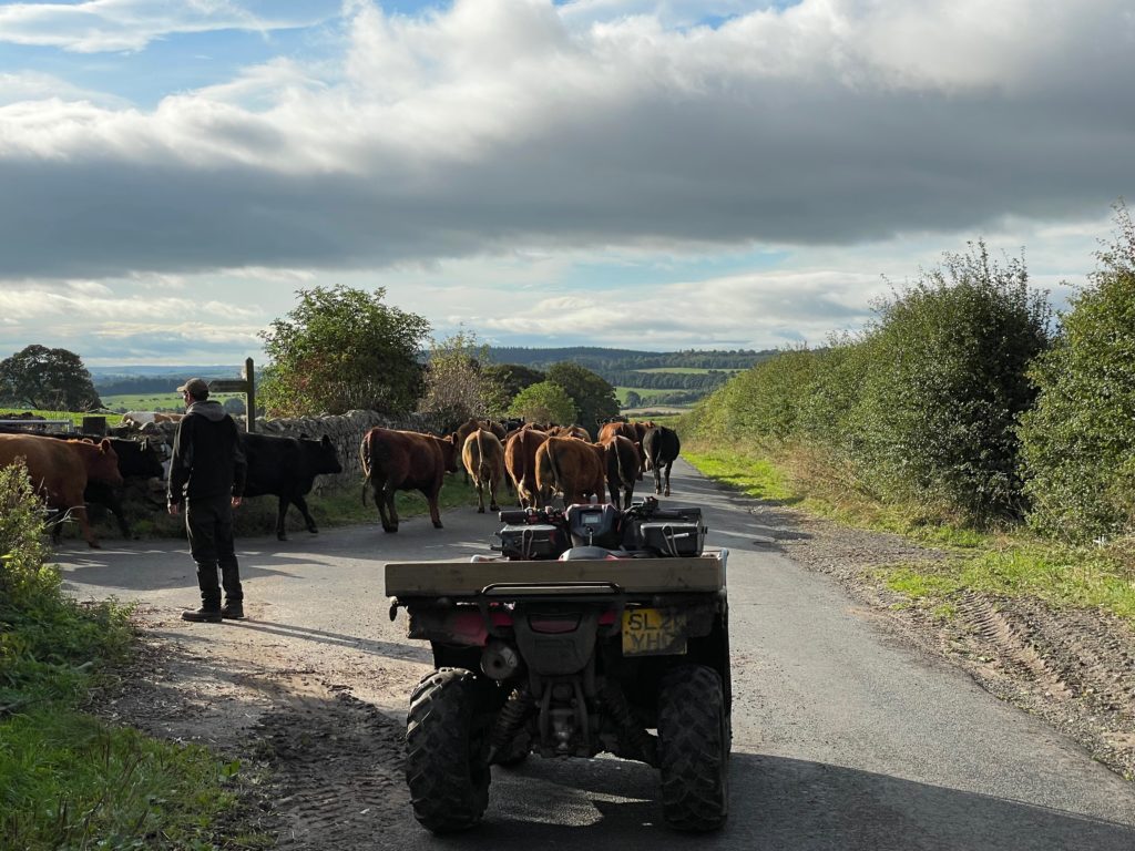 Stepping aside for a herd of cows on the St Cuthbert's Way Photo by JFPenn
