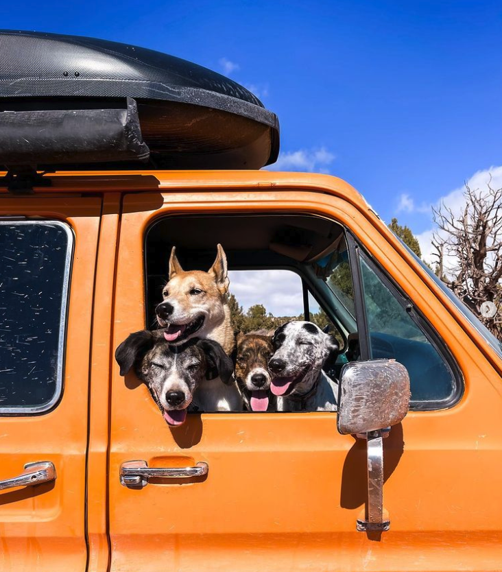 Bertha with dogs. Photo Copyright Brianna Madia