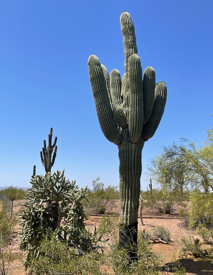 Saguaro cactus, Phoenix Arizona, USA. Photo by JFPenn