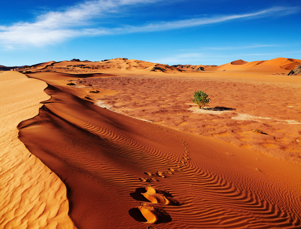 Single tree in Sahara Desert. Photo licensed from BigStockPhoto