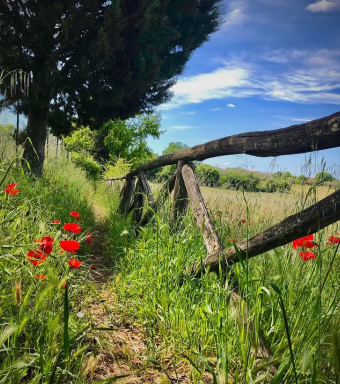 Poppies on the Via Francigena Photo by Kevin Donahue