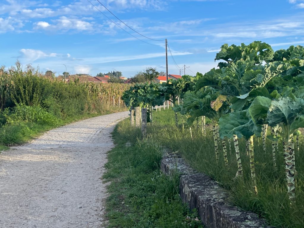 Agricultural pathways to Padron Photo by JFPenn