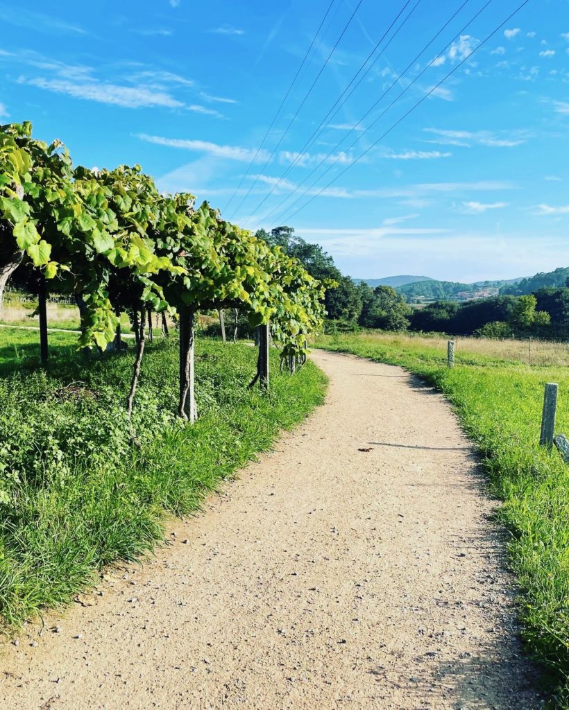 Camino by the vineyards on the way to Padron Photo by JFPenn