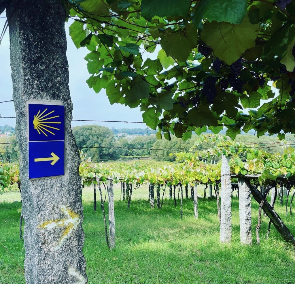 Camino waymarker in vineyards north of Pontevedra Photo by JFPenn