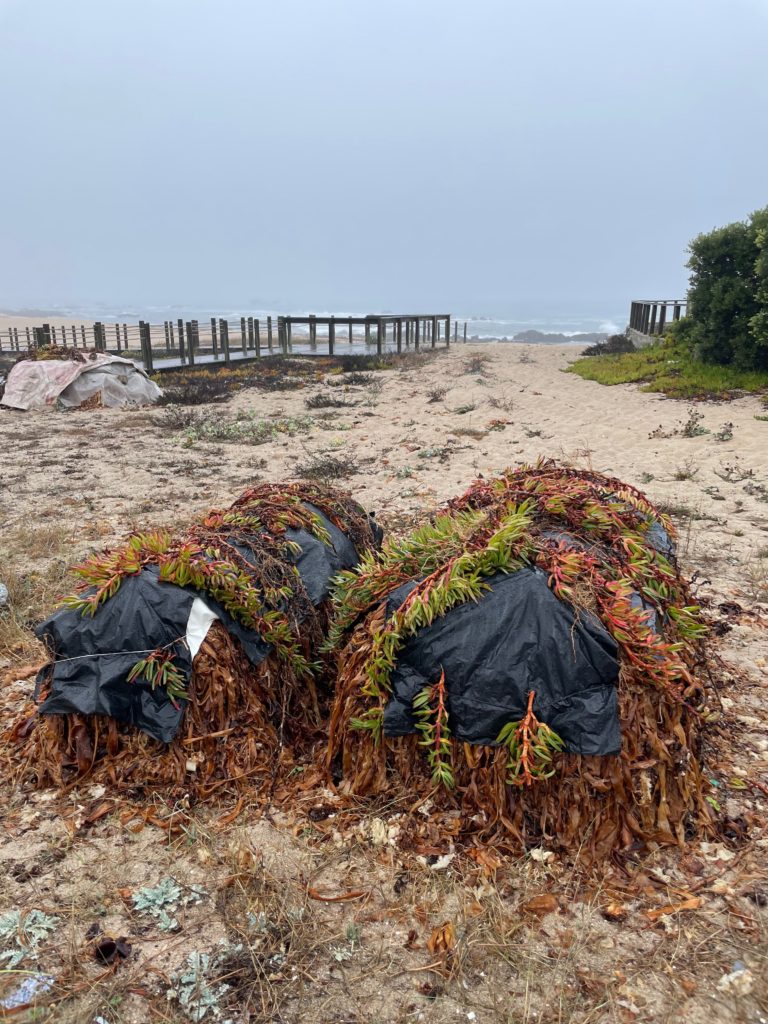 Piles of seaweed on coast of Portugal Photo by JFPenn