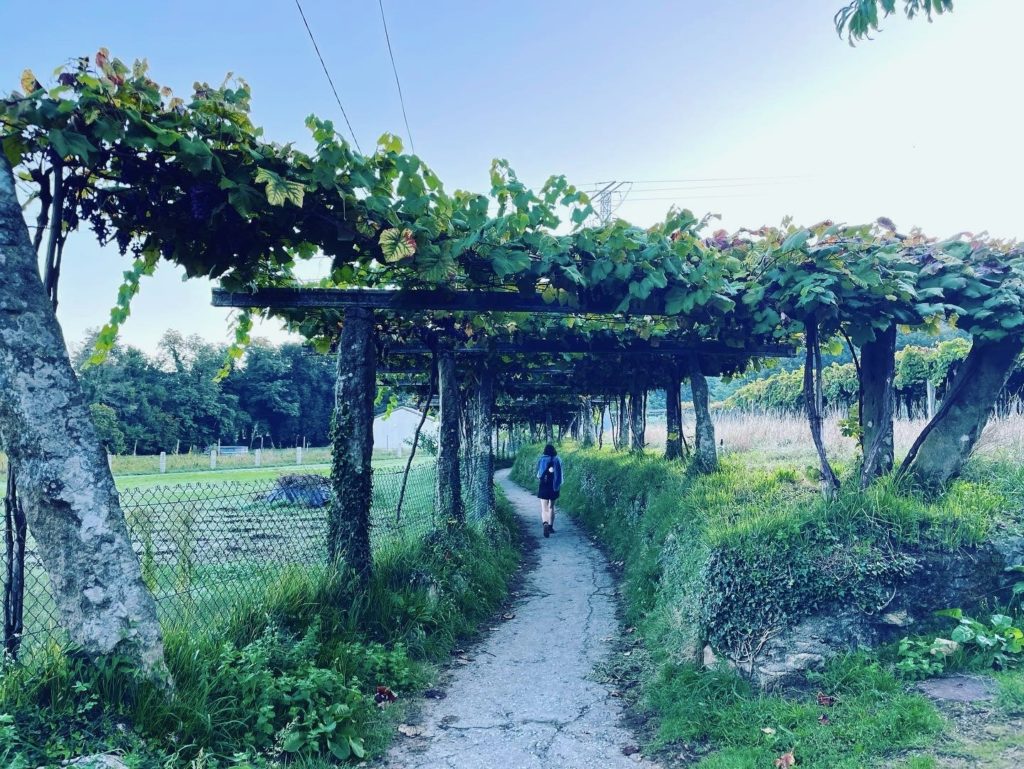 Walking through vineyards Photo by JFPenn