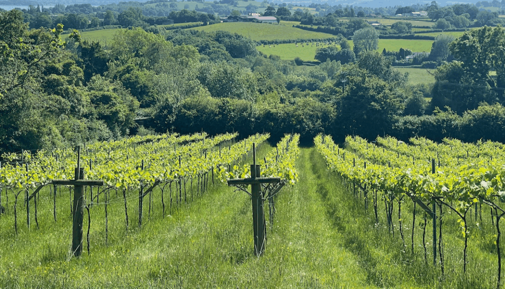 Limeburn Hall vineyard