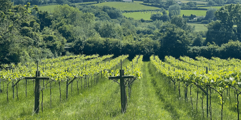 Limeburn Hall vineyard